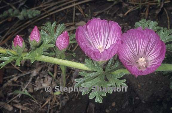 sidalcea malviflora 1 graphic